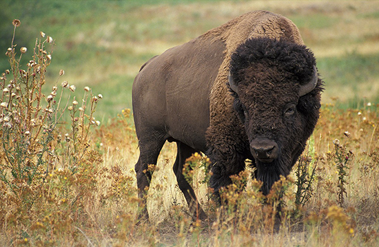 Photograph of an American bison standing in a field of grass and weeds. It is a very large animal with dark brown fur, a black mane, and short grey horns. 